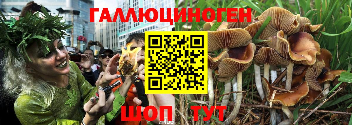 Павлово  Псилоцибиновые грибы Psilocybine cubensis  Вход с VPN 